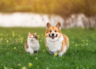 funny animals dog and cat walking on a sunny summer meadow in the grass