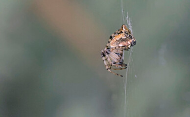 A Cyclosa, also called trashline orbweavers, is a genus of orb-weaver spiders, Kos, Greece