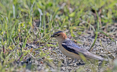 Red-rumped Swallow (Hirundo daurica), Greece 