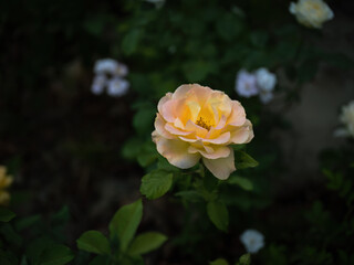 100 million pixel high-definition flowers captured by Fuji camera GFX100S camera
