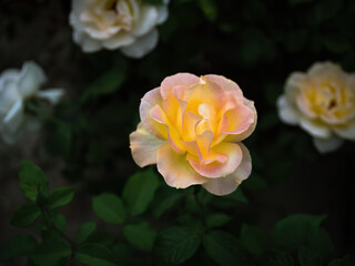 100 million pixel high-definition flowers captured by Fuji camera GFX100S camera
