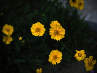 100 million pixel high-definition flowers captured by Fuji camera GFX100S camera
