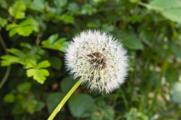 A dandelion at the edge of the forest