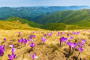 Beautiful purple crocus pasture in a remote wild region of the Transylvanian Alps in summer