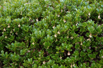 Plant with medicinal properties. Bearberry Leaves, Arctostaphylos uva-ursi 