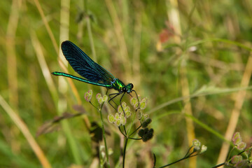 Damselfly Phosphorus Green Dragonfly, Zygoptera 