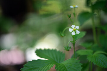 small white strawberry flower, close-up. forest strawberry flowers in green grass. Flowers with white petals and green leaves in a macro with bokeh. green blurred background, plenty of space for text