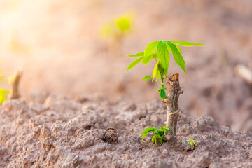 Close-up photo of a cassava plant growing in soil and soft sunlight. Field for outdoor agriculture. Farm. Cassava farming in Thailand. Seedlings. Cultivation using branches or stalks of the trunk.