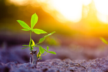 Close-up photo of a cassava plant growing in soil and soft sunlight. Field for outdoor agriculture....