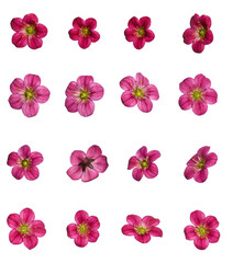 Fototapeta na wymiar Botanical collection. Pink saxifrage flowers on a white background, different angles.