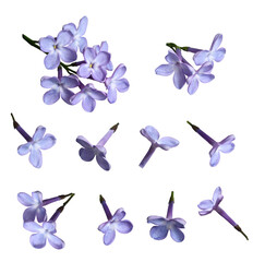Fototapeta na wymiar Botanical collection. Blooming lilac isolated on white background. Element for creating levitation, designs, cards, patterns, flower arrangements, frames, wedding cards and invitations.