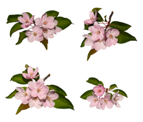 Botanical collection. Twig with pink apple tree flowers and leaves on a white background.