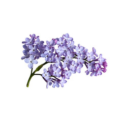 Blooming lilac isolated on white background. Element for creating designs, postcards, patterns, floral arrangements, frames, wedding cards and invitations.
