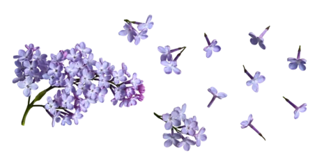 Foto auf Acrylglas Botanical collection. Blooming lilac isolated on white background. Element for creating levitation, designs, cards, patterns, flower arrangements, frames, wedding cards and invitations. © Yuliia