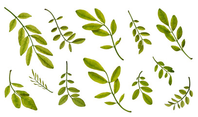Botanical collection. Green thin twigs with leaves on a white background. Elements for creating...