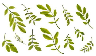 Botanical collection. Green thin twigs with leaves on a white background. Elements for creating designs, postcards, patterns, floral arrangements, frames, wedding cards and invitations.