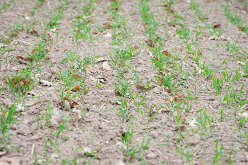 Ripening winter cereals, winter grains field. A small plant in soil, green sprout. Ecology. small plants. spring, start of work, agriculture, close-up. sown field. harvest, selective focus