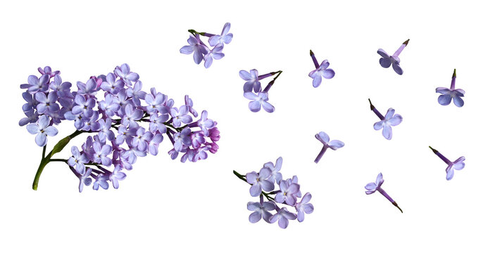 Fototapeta Botanical collection. Blooming lilac isolated on white background. Element for creating levitation, designs, cards, patterns, flower arrangements, frames, wedding cards and invitations.