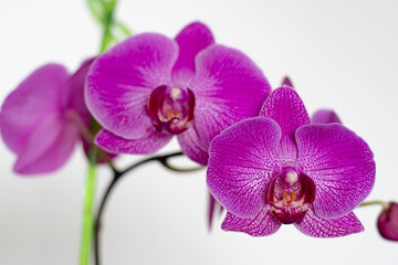 Fototapeta na wymiar Bright flowers of a beautiful orchid, on a flower branch. Flowering of a bright textured orchid, on a thin peduncle.