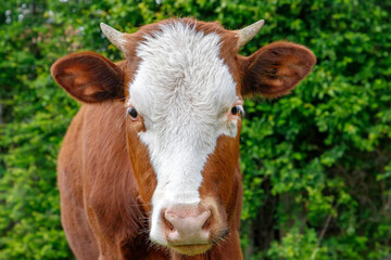 Naklejka na ściany i meble A young brown calf, cow, looking at the camera