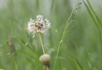Close-up of faded dandelion in high grass - green, macro