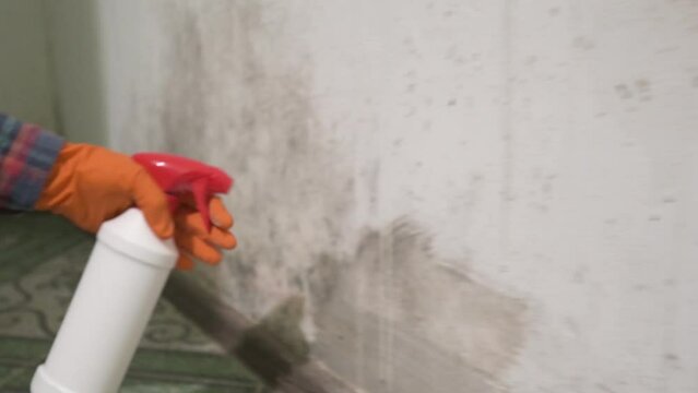 Mold on the wall, a human hand in a rubber glove sprays the anti-mold product on the wall.