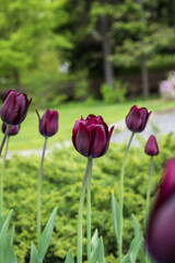 purple tulips in a flower bed