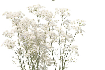 white flowers on a white background