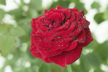 A dark red rose with green leaves and dew drops on a light background