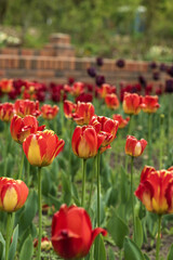 Fototapeta premium red and purple tulips in the garden
