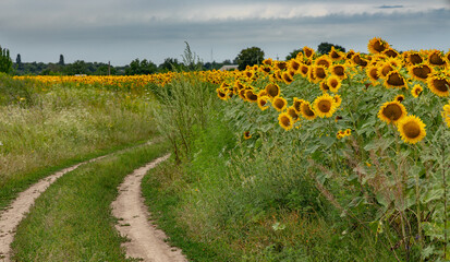 Obraz premium Summer landscape with blooming sunflower field and a country road. Rural landscape with rustic sunflowers in summertime.