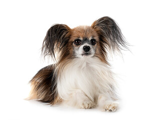 papillon dog in studio