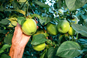 Harvesting apple