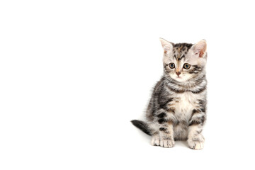Fototapeta na wymiar Fluffy purebred gray kitten on a white isolated background