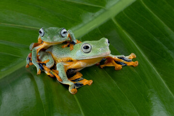 Flying frog (Rhacophorus reinwardtii) perched on white anthurium flower.