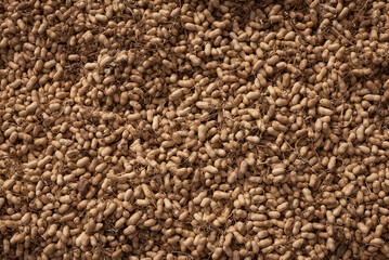 Pile of peanuts in their shells. Texture background with peanuts