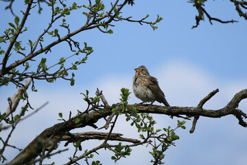 Grauammer bei Wind auf einem Ast