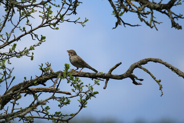 Grauammer zwitschert auf einem Ast