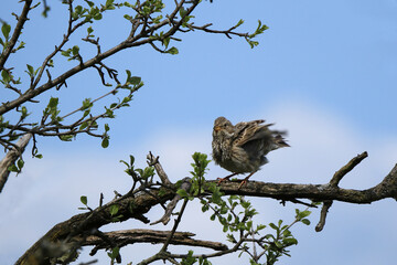 Grauammer bei Wind auf einem Ast
