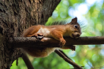 Squirrel