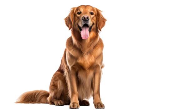 golden retriever puppy