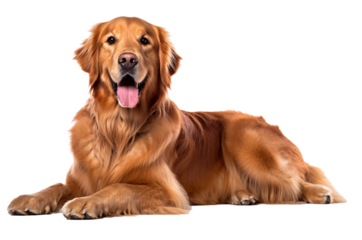 golden retriever dog 