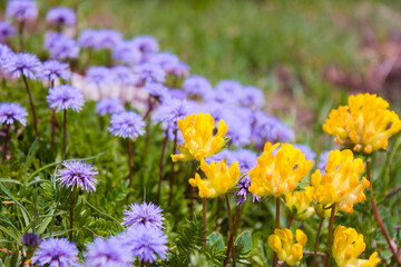 Obraz premium kidney-vetch and heart-leaved globe daisy