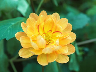 Fototapeta premium Yellow Dahlia