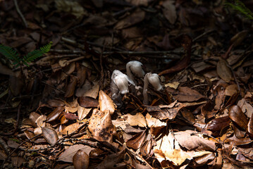 Monotropastrum humile in the faint light