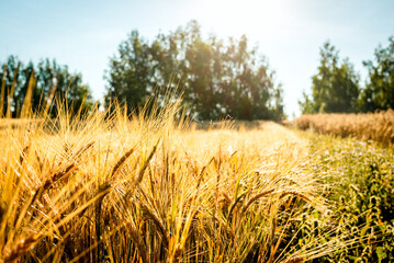 Fototapeta premium Wheat field