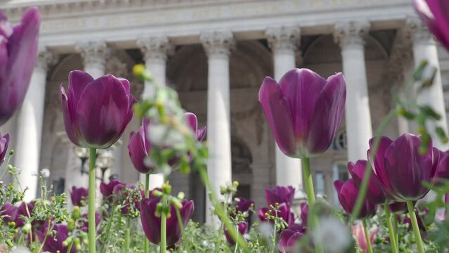 Black Purple Tulip or Tulipa in the wind sunny summer weather. Tulips Dutch or Netherland flower in the garden of Bank Station junction road of London England. Tulipa flowers blooming and old building