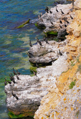 The great cormorant (Phalacrocorax carbo), birds rest on rocks covered with white droppings on the Black Sea coast, Krimea