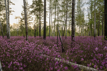 Purple rhododendron flowers blooming in the forest
