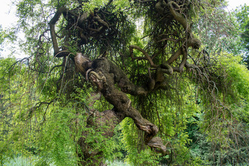 the tree has spread strangely, which is unusual, and very interesting. (old gnarled tree stock images) selective focus. vienna, austria, 13 may 2023